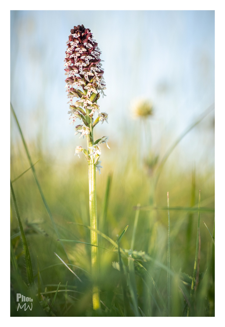 Orchis brûlé 1