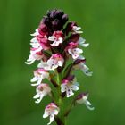 Orchis brûlée Trélissac Dordogne