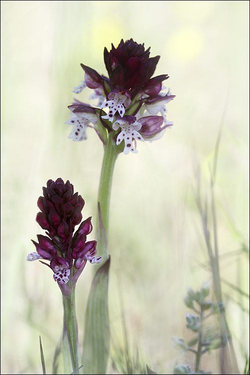 Orchis brulé 