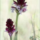 Orchis brulé 