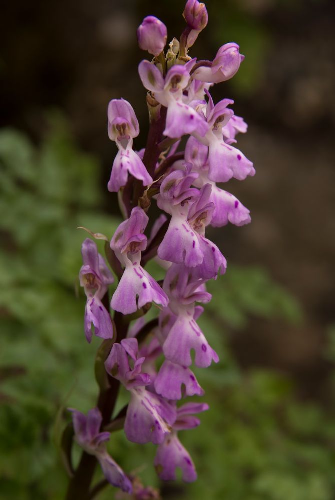 Orchis canariensis - Kanarenorchis