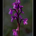 Orchis champagneuxii