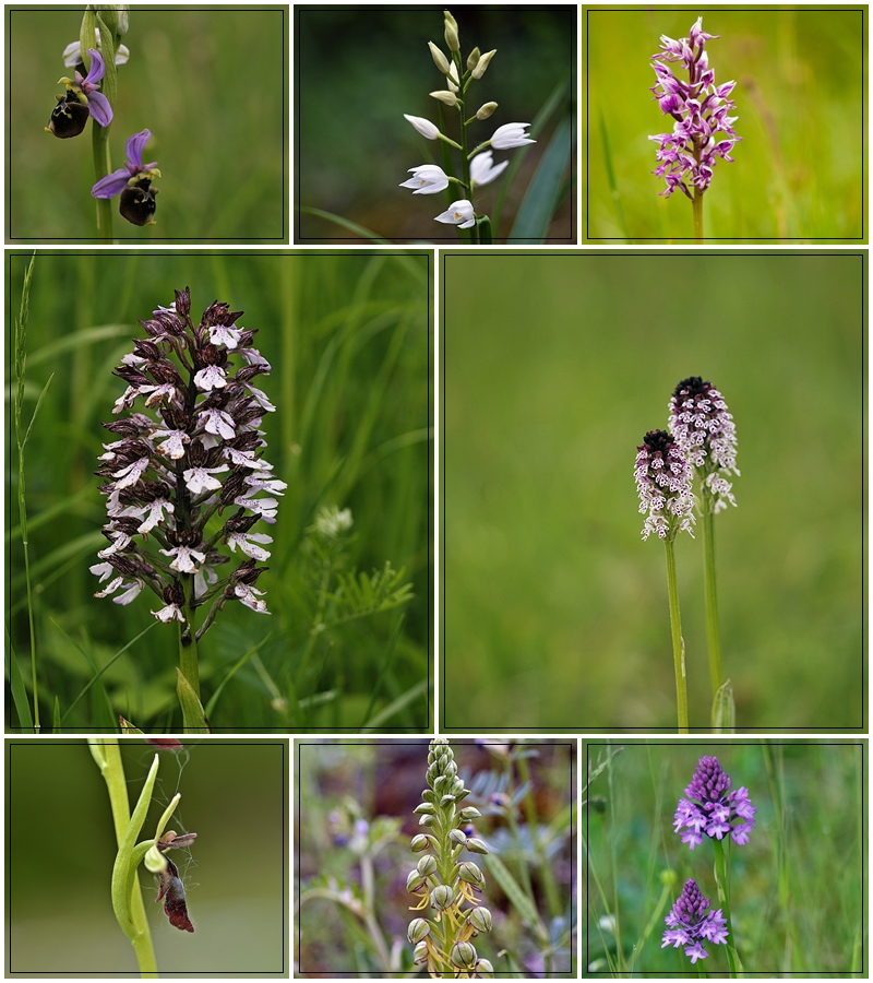 Orchis Collage