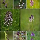 Orchis Collage