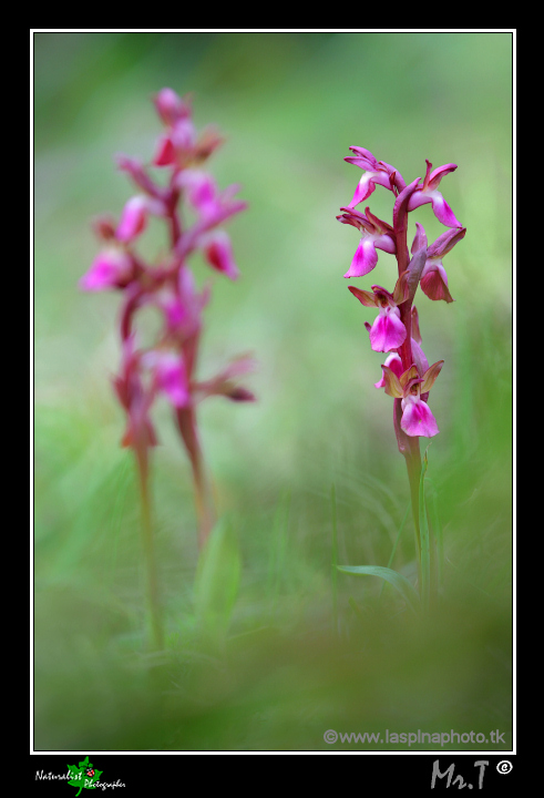 ...Orchis collina...