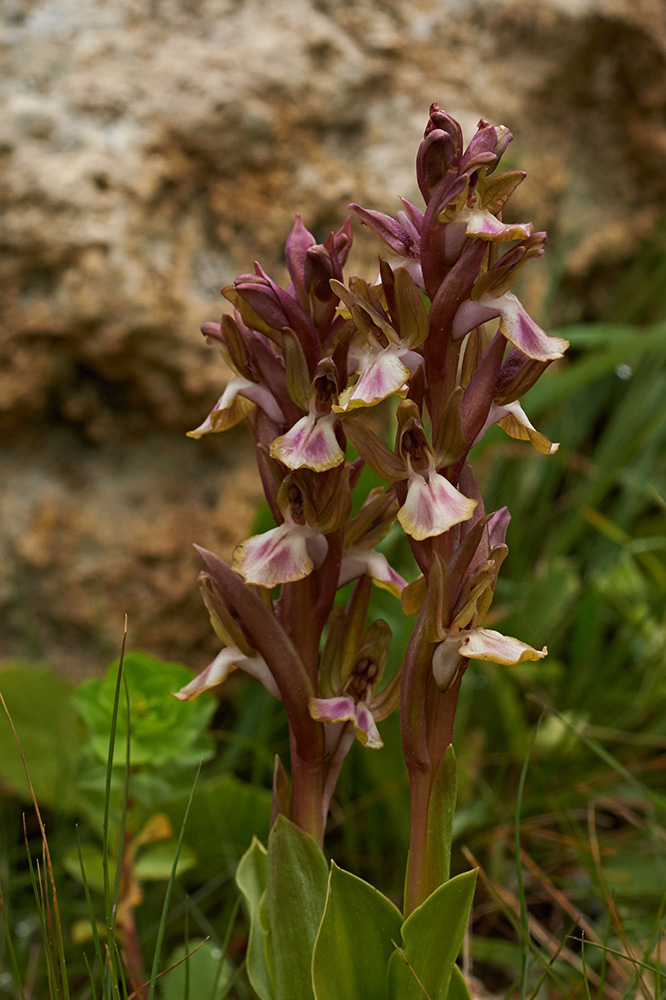 Orchis collina (Hügel-Knabenkraut)