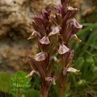 Orchis collina (Hügel-Knabenkraut)