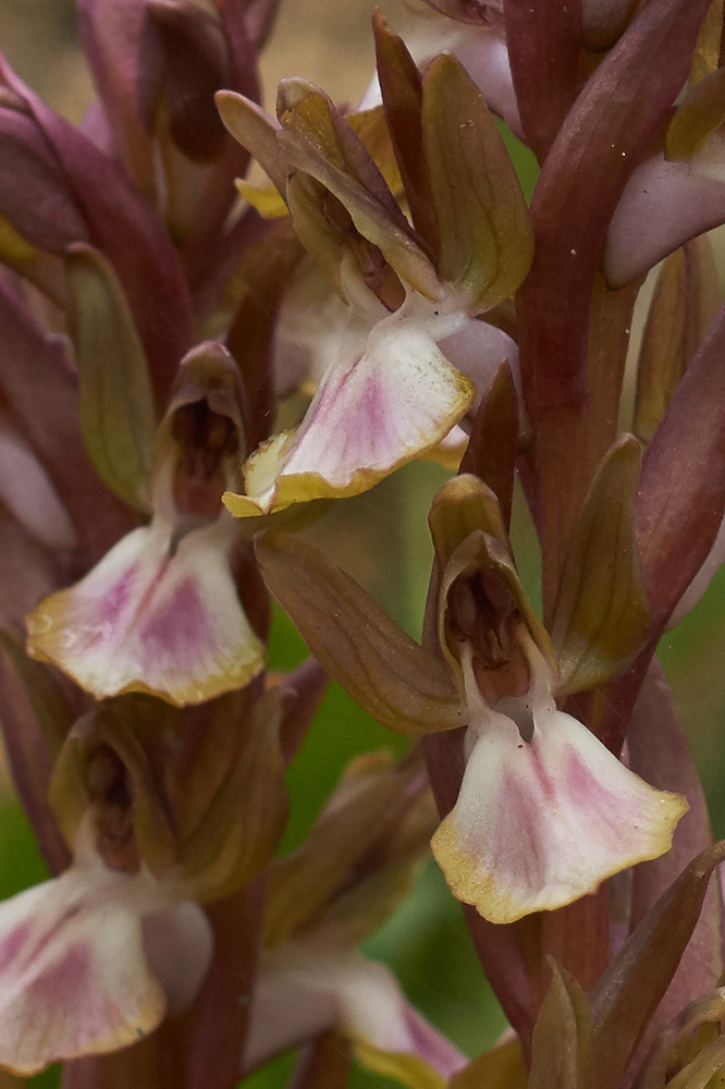 Orchis collina (Hügel-Knabenkraut) Detail