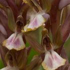 Orchis collina (Hügel-Knabenkraut) Detail