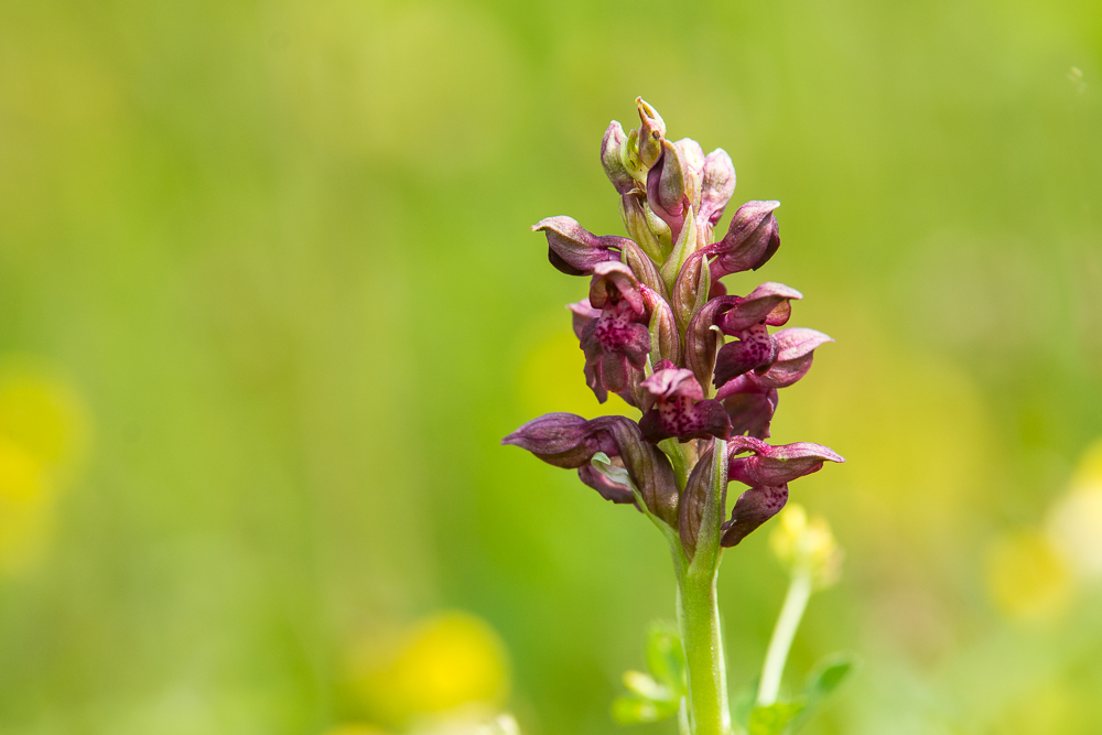 Orchis coriophora