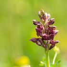 Orchis coriophora