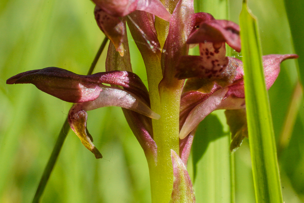 Orchis coriophora - das Wanzen-Knabenkraut
