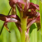 Orchis coriophora - das Wanzen-Knabenkraut