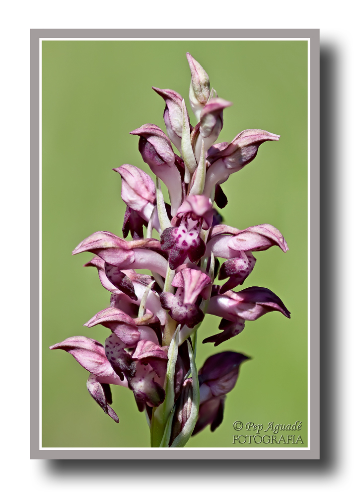 Orchis coriophora ssp1