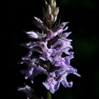 Orchis de Fuchs