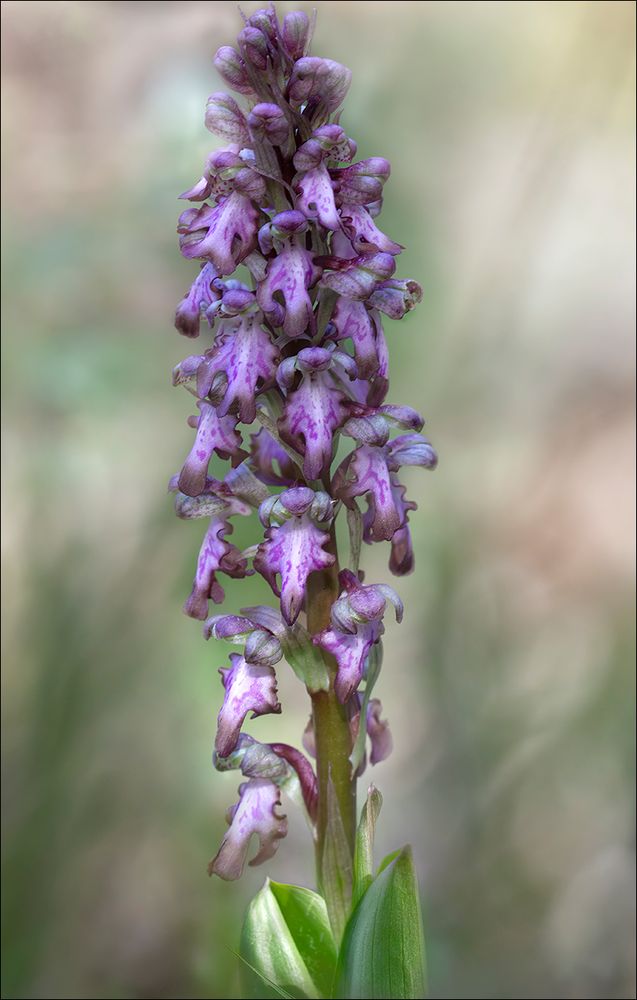 Orchis de Robert 