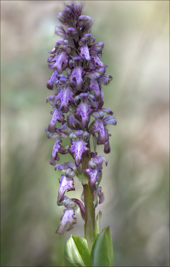 Orchis de Robert 