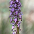 Orchis de Robert 