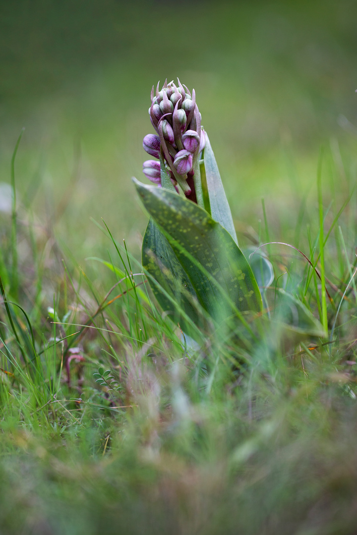 Orchis de Robert ....Varoise