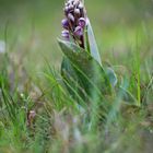 Orchis de Robert ....Varoise