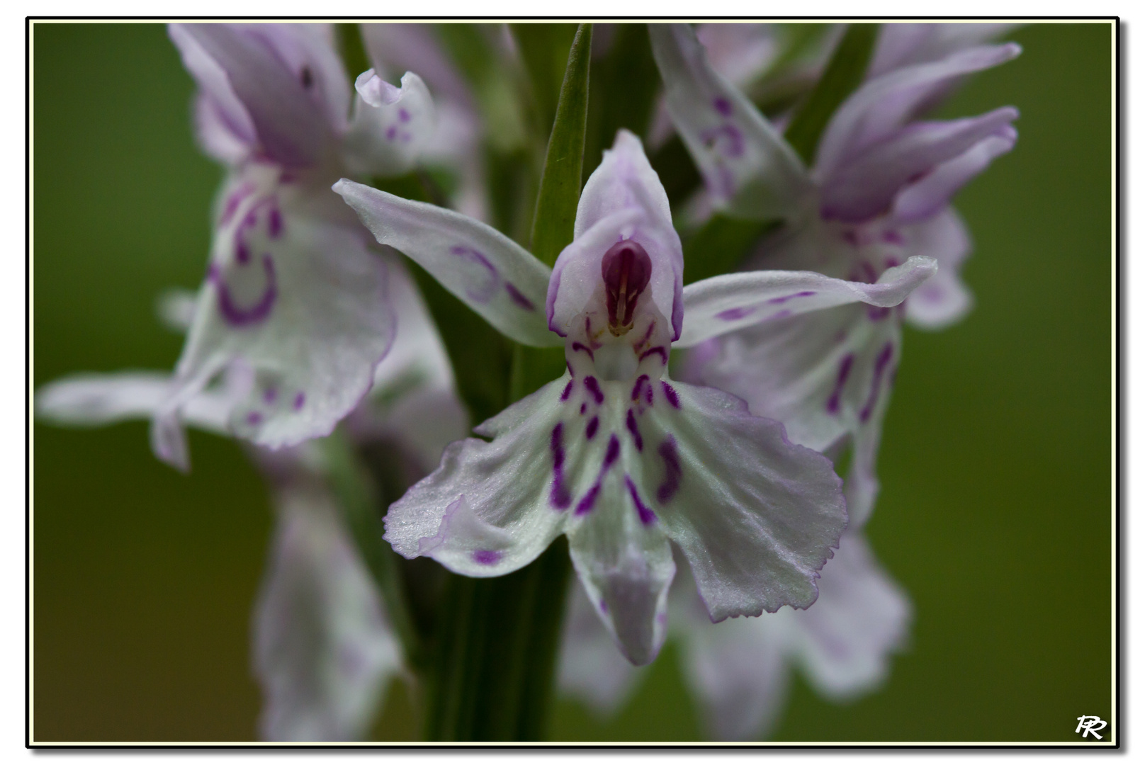 Orchis des bruyères