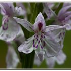 Orchis des bruyères