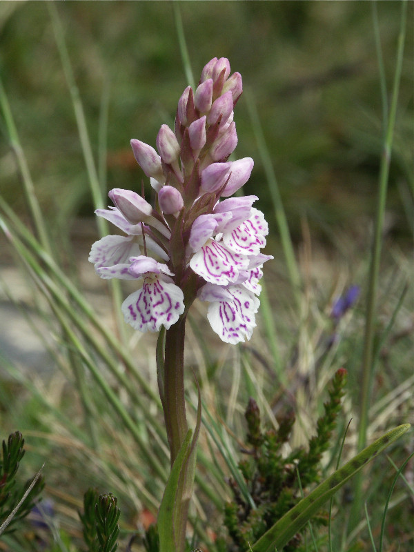 Orchis des Bruyéres