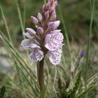 Orchis des Bruyéres