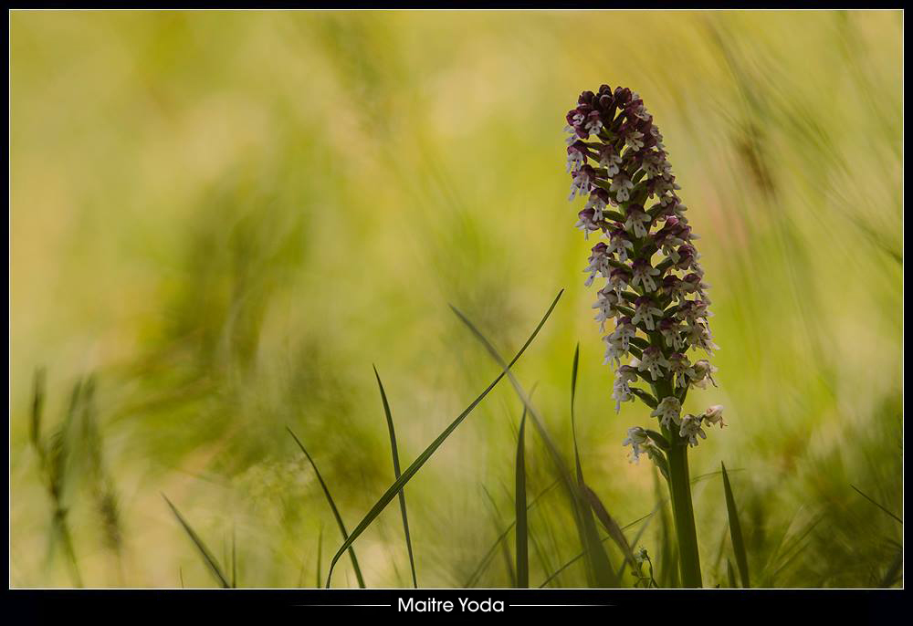 •Orchis du soir•