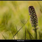 •Orchis du soir•