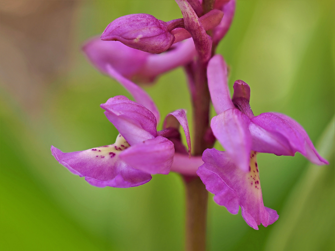 Orchis Haussknechtii (O. mascula x pallens)