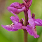 Orchis Haussknechtii (O. mascula x pallens)