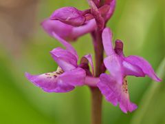 Orchis Haussknechtii (O. mascula x pallens)