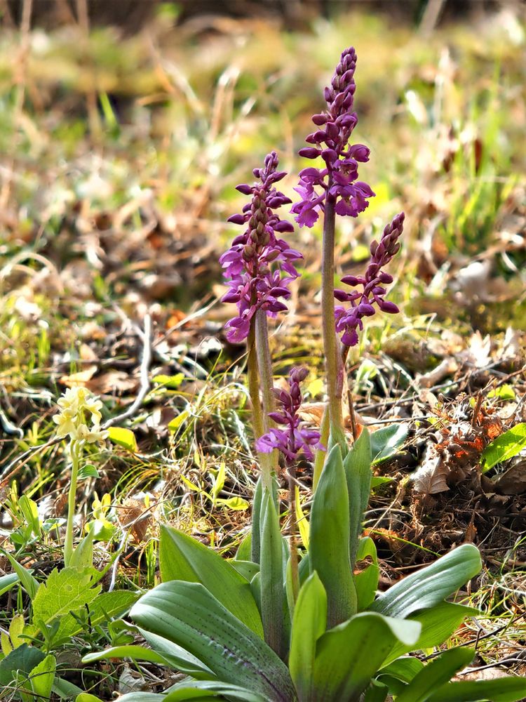 Orchis Haussknechtii (O. mascula x pallens)