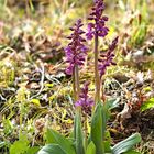 Orchis Haussknechtii (O. mascula x pallens)