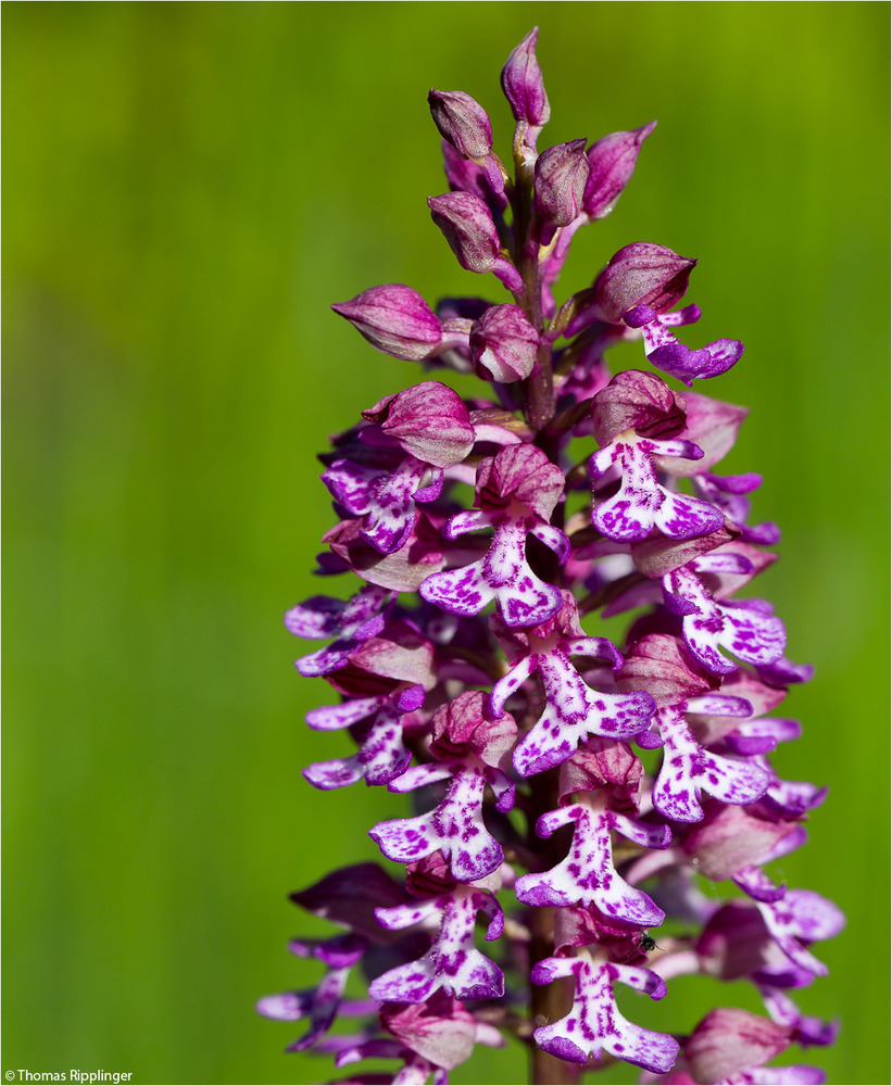 Orchis  hybrida ( militaris x purpurea )