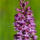 Orchis  hybrida ( militaris x purpurea )