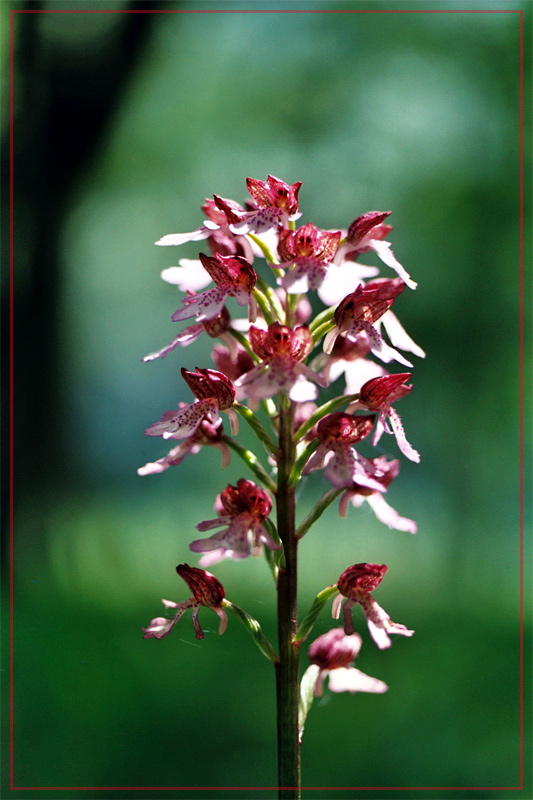 Orchis im Wispertal