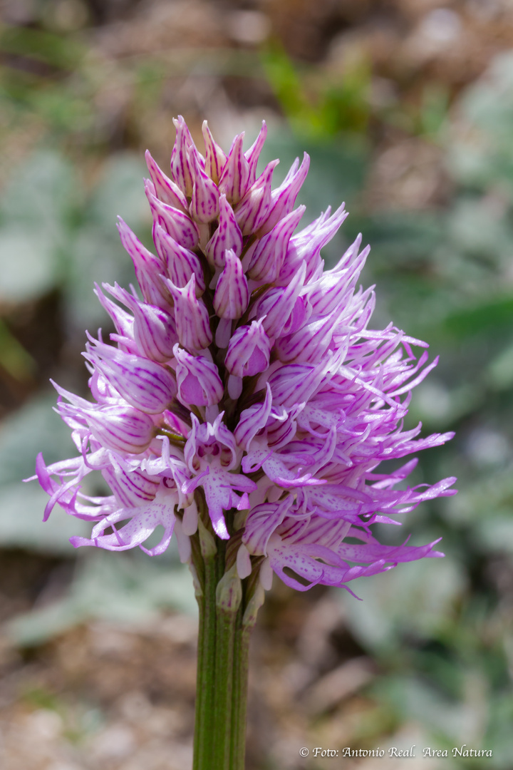 Orchis itálica. 