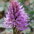 Orchis itálica. 