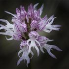 Orchis italica