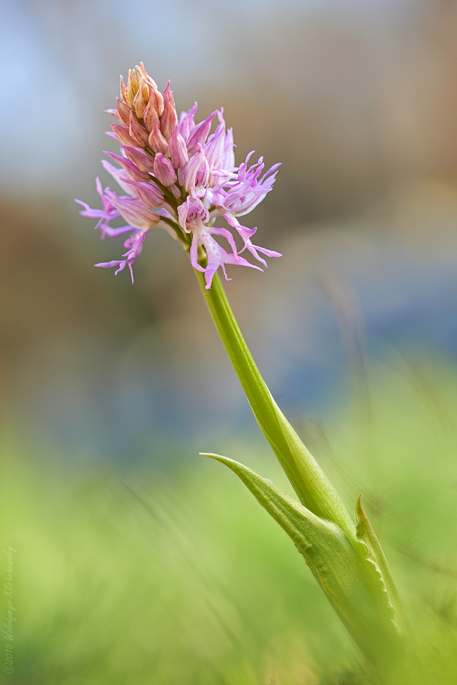 Orchis italica