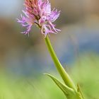 Orchis italica