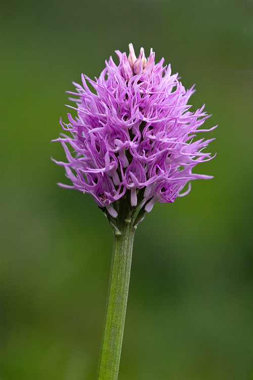 Orchis italica