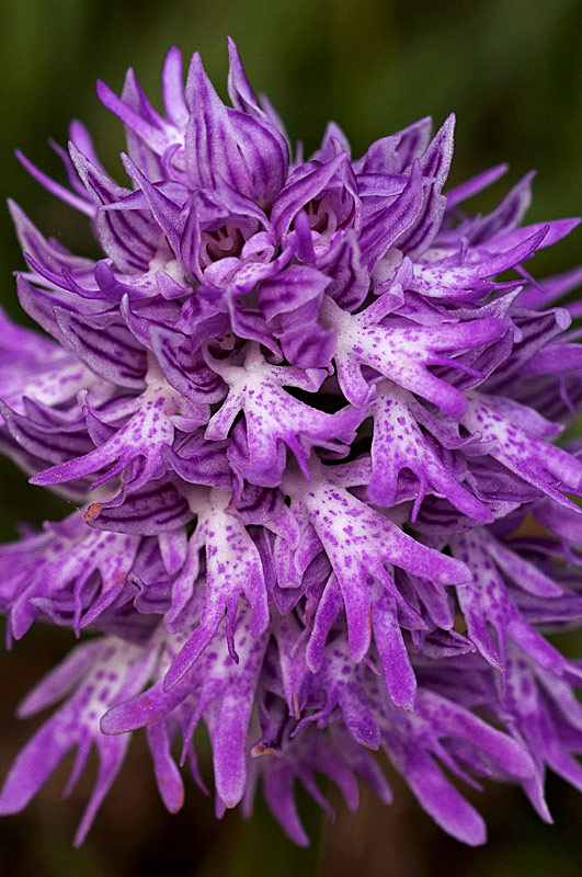 Orchis italica