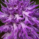 Orchis italica