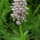 Orchis lactea