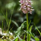 Orchis lactea