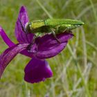 orchis laxiflora