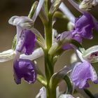 Orchis longicornu